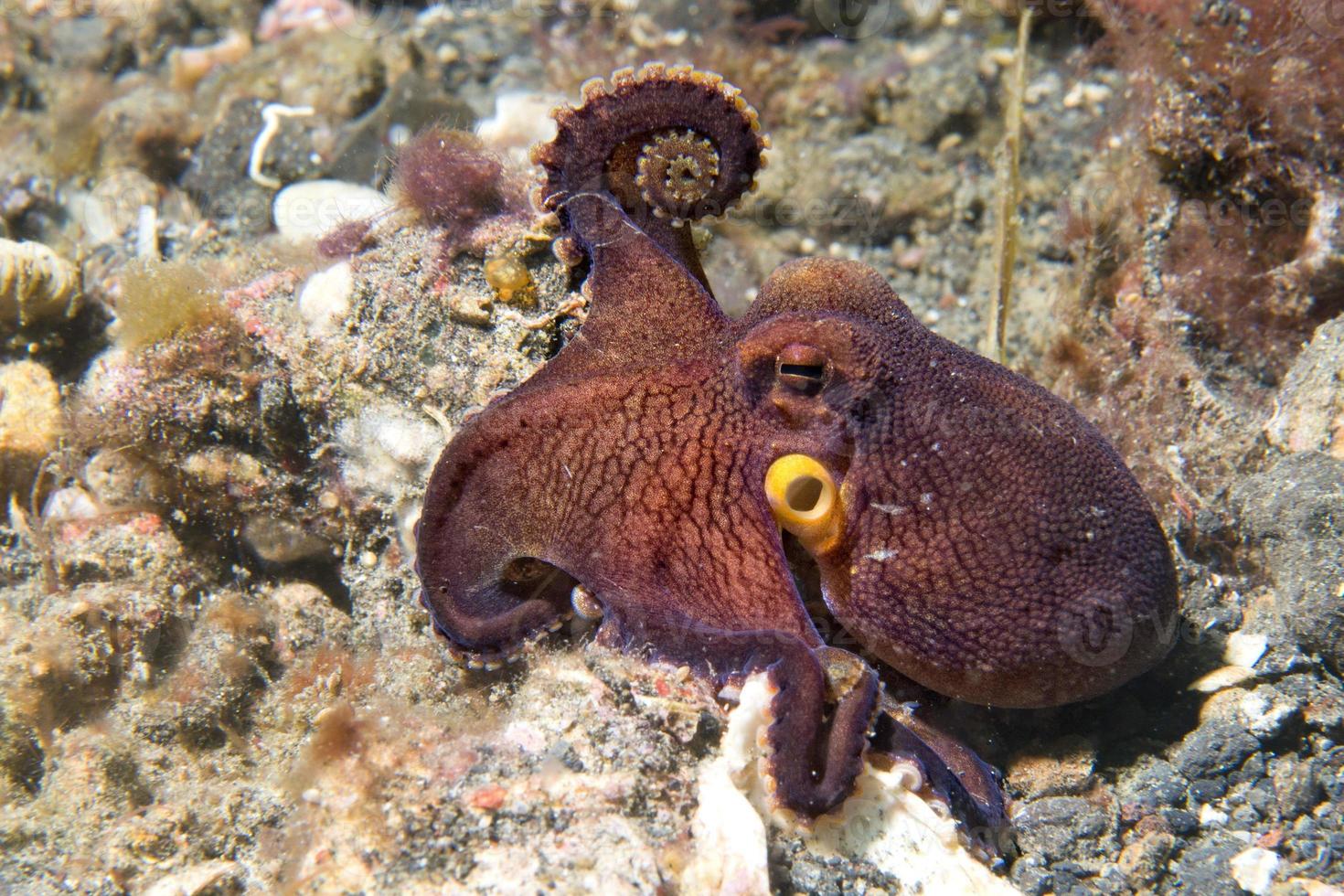 kokosnoot Octopus Aan zand achtergrond terwijl duiken in Indonesië foto