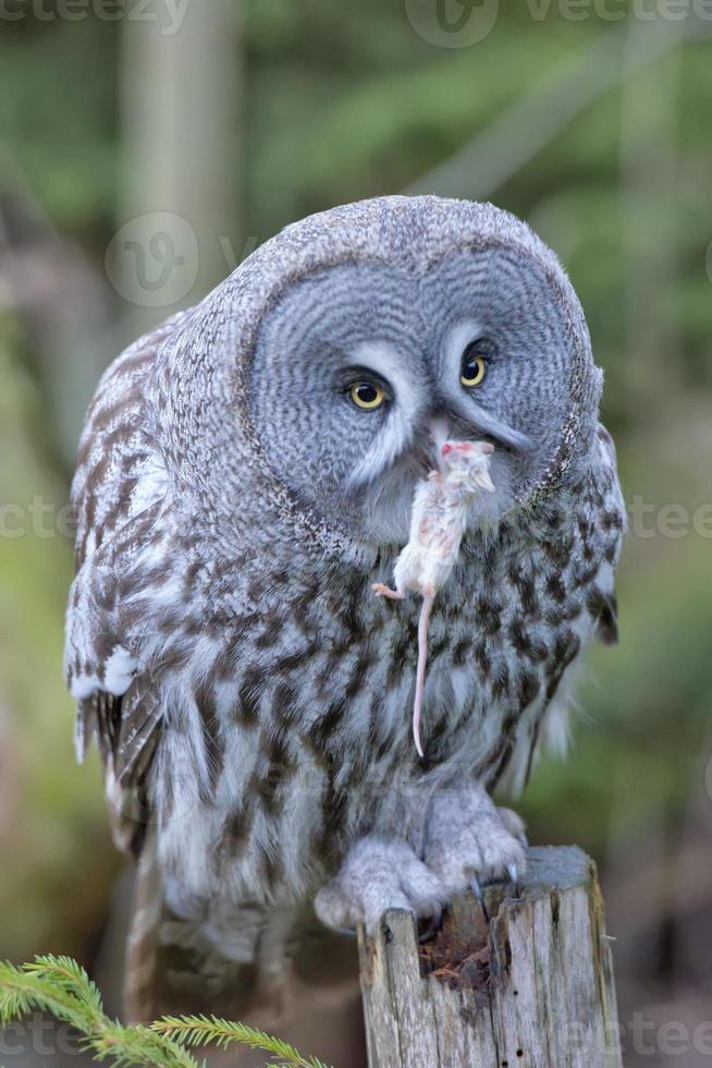 grijs wolf portret terwijl aan het eten een muis foto