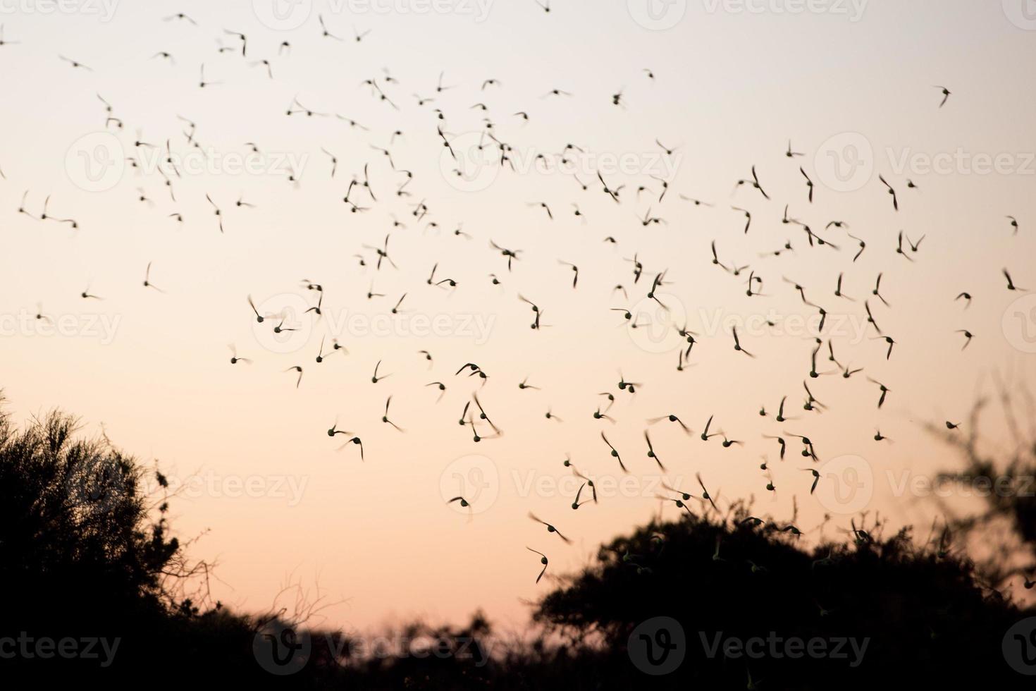 Australië groen papegaai Bij zonsondergang foto