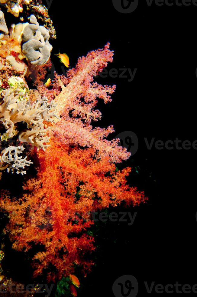 een zacht koraal in de zwart achtergrond foto