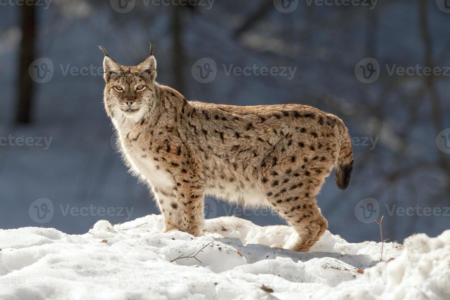 lynx in de sneeuw achtergrond terwijl op zoek Bij u foto