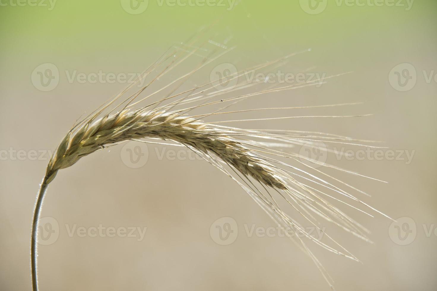 volwassen graan tarwe veld- foto