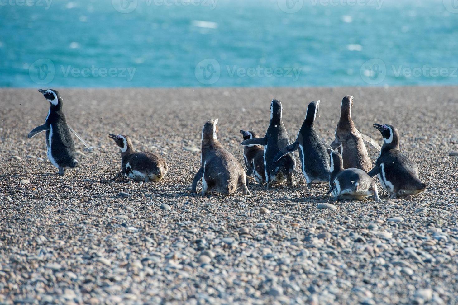 Patagonië pinguïn dichtbij omhoog portret foto