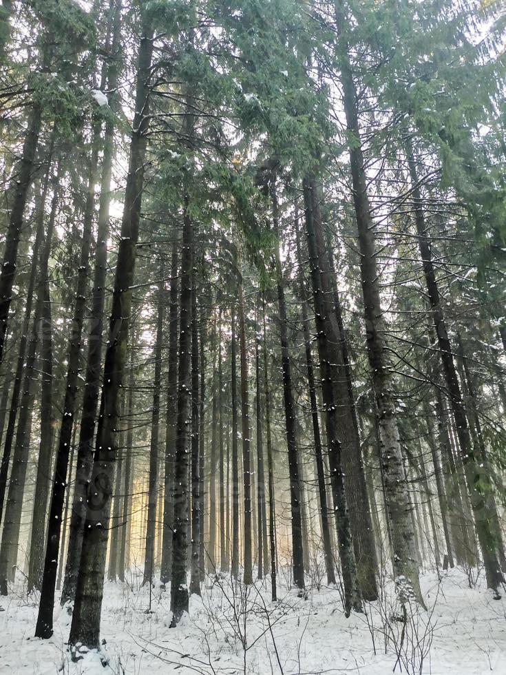 pijnboom winter Woud wild natuur foto