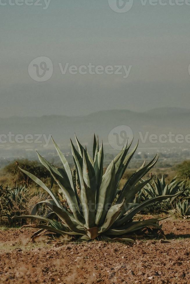 agave maguey mezcal woestijn landschap achtergrond met met kopieën tempo in Mexico foto