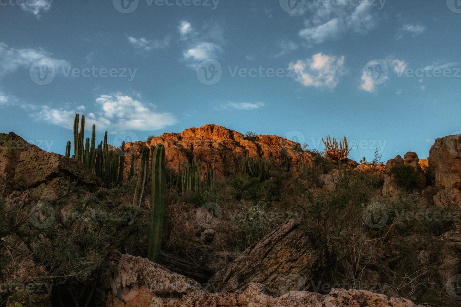 dor en woestijn landschap in de tataco woestijn in Mexico foto