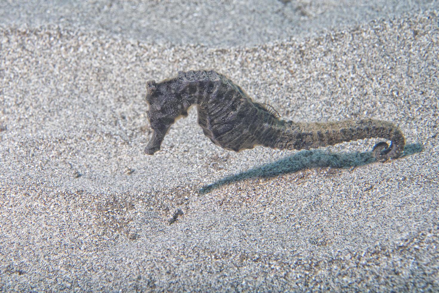 zwart zee paard op zoek Bij u in Indonesië foto