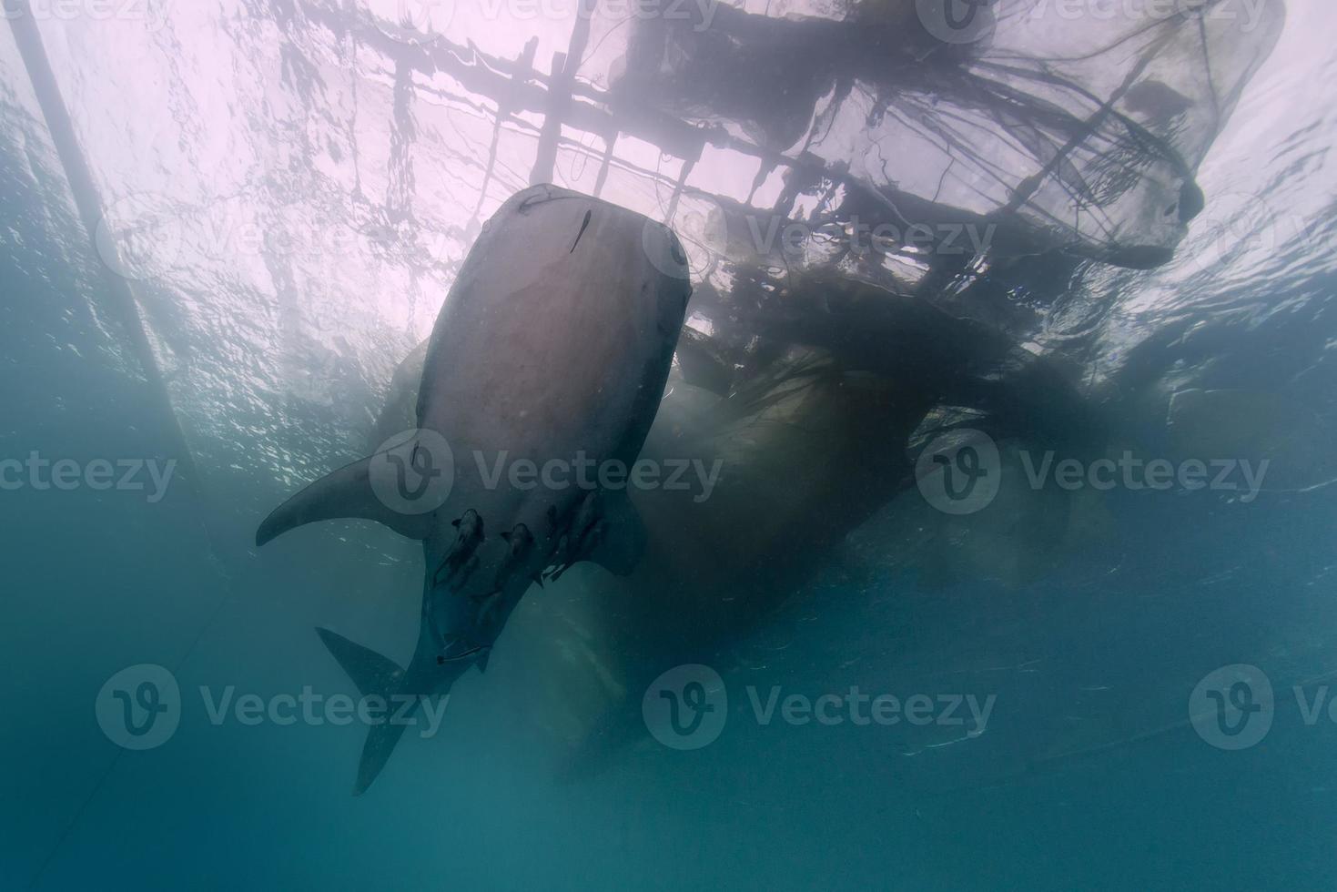 walvis haai dichtbij stuiten op met duiker onderwater- in Papoea foto