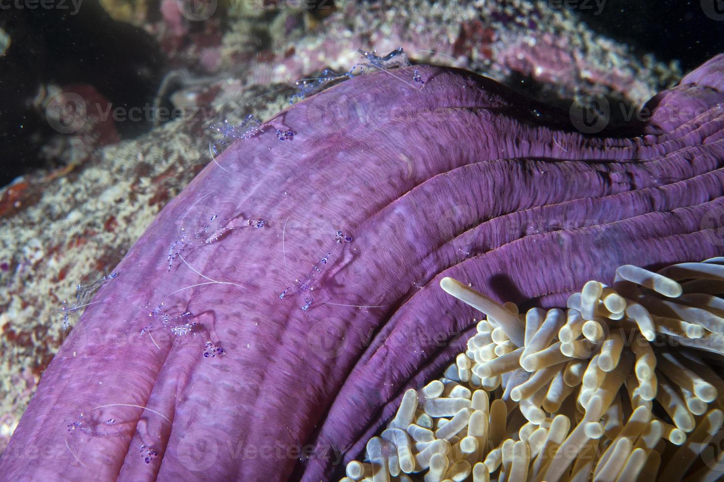 transparant shimp in raja ampat Papoea, Indonesië foto