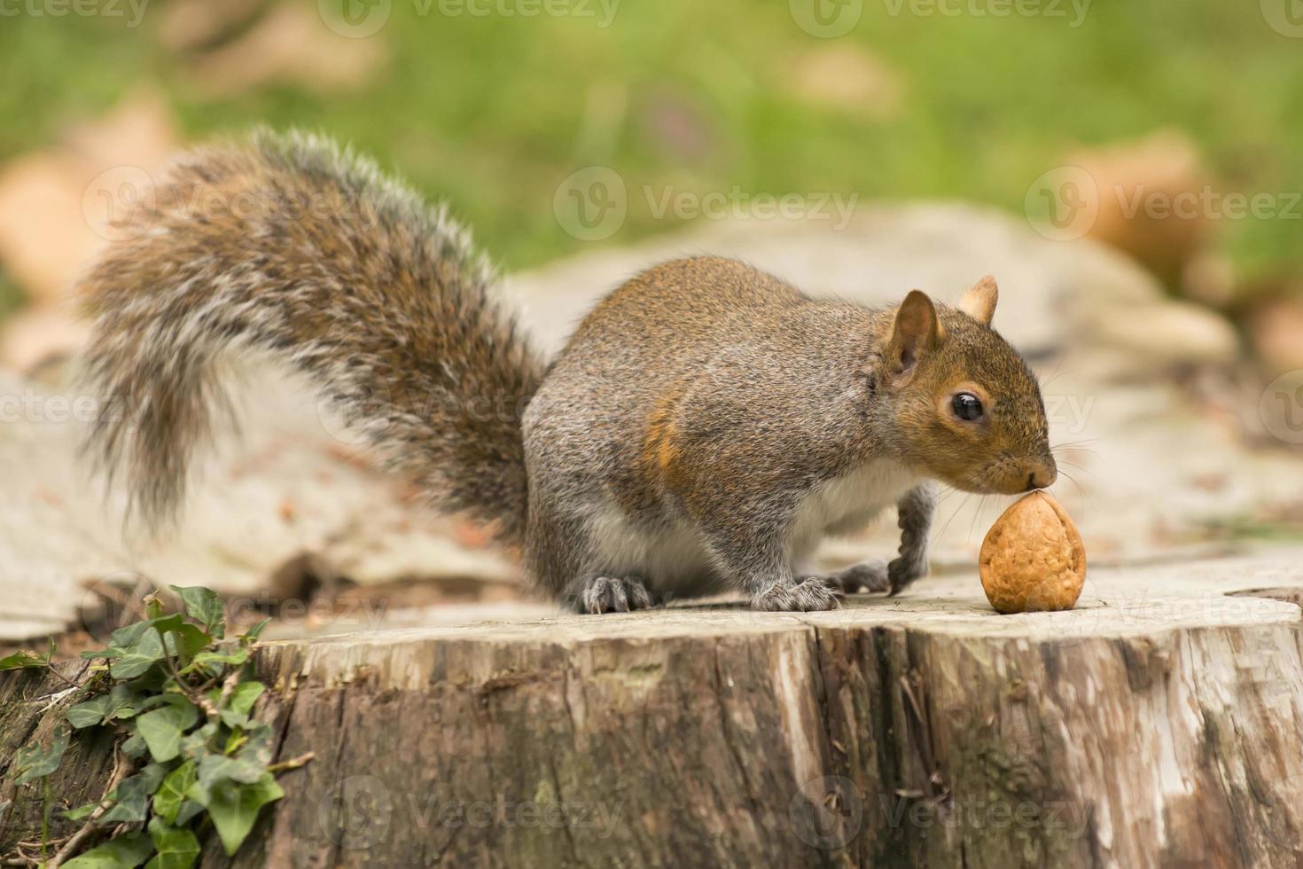 een grijs eekhoorn op zoek Bij u terwijl Holding een noot foto