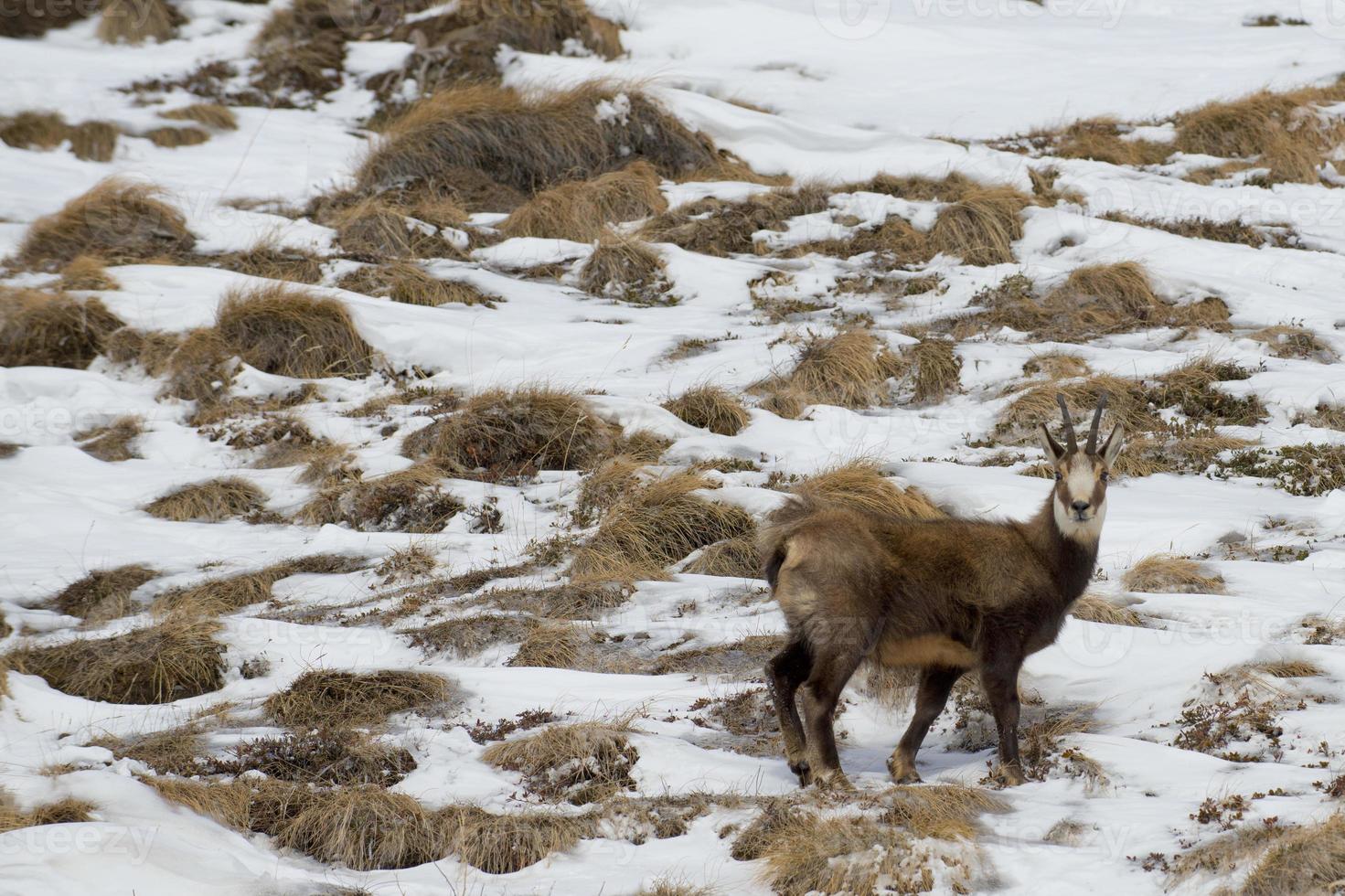 een geïsoleerd gemzen hert in de sneeuw achtergrond foto