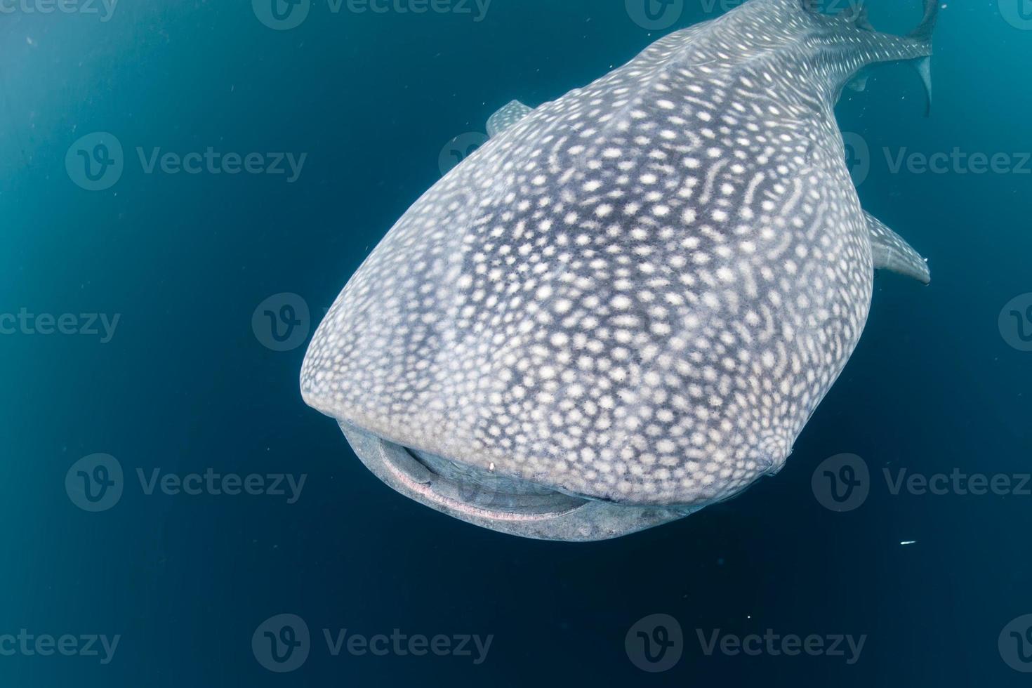 walvis haai dichtbij omhoog onderwater- portret foto