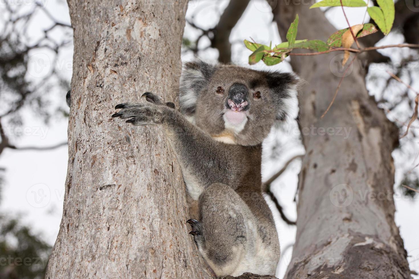 wild koala Aan een boom terwijl op zoek Bij u foto