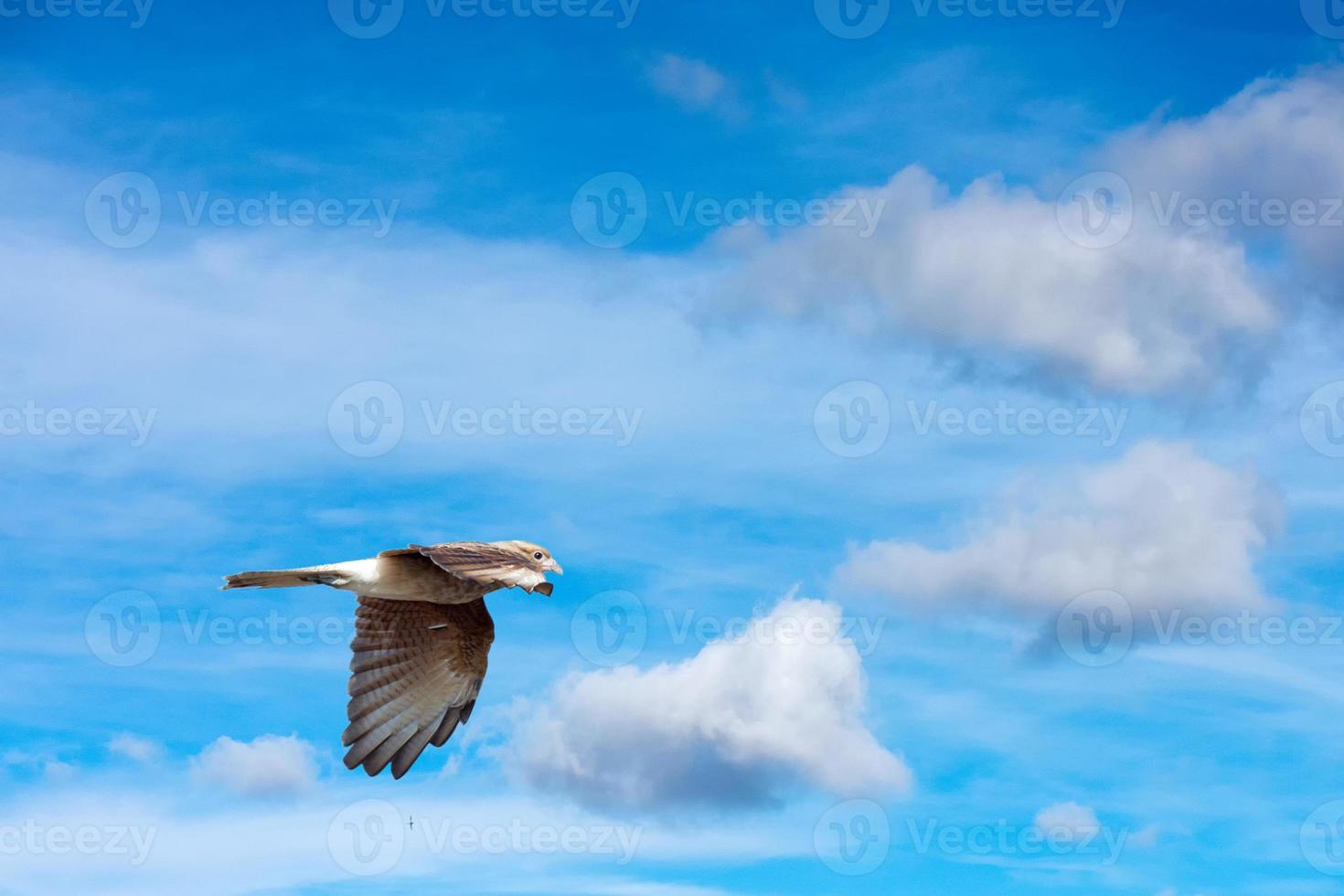 slechtvalk valk vliegend Aan th lucht foto