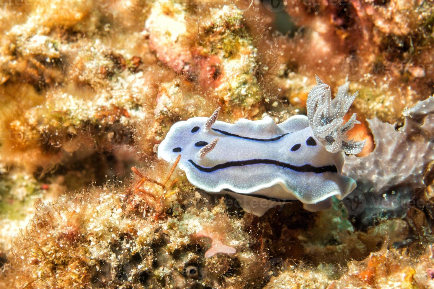 chromodoris wilani naaktslak terwijl duiken Indonesië foto