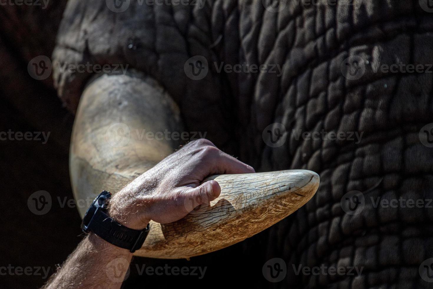 olifant ivoor slagtand dichtbij omhoog in Kruger park zuiden Afrika foto