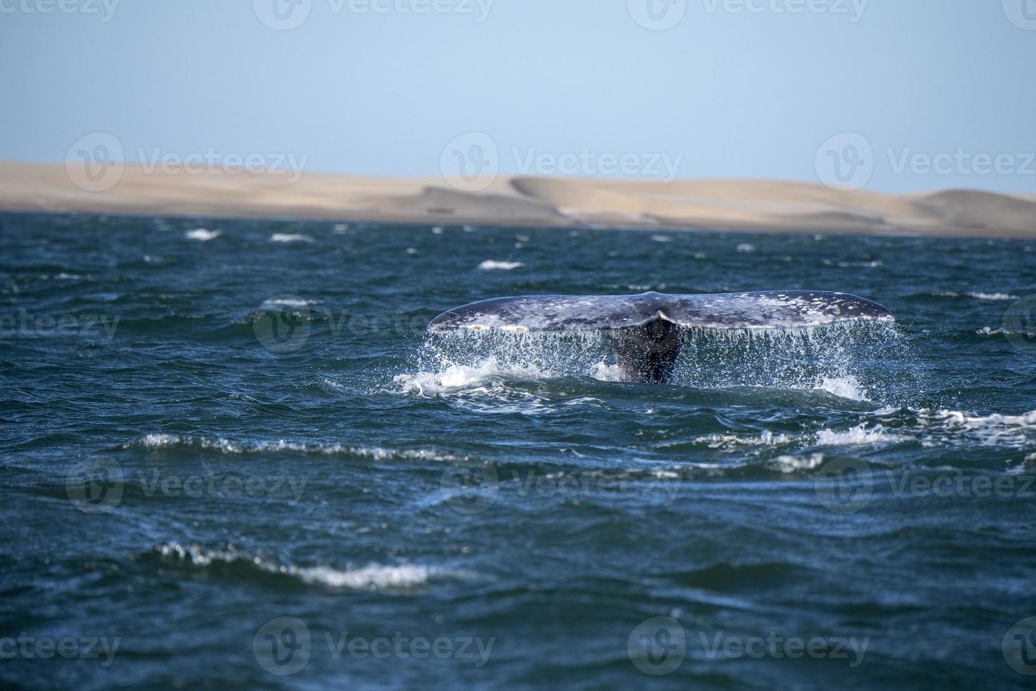 grijs walvis staart gaan naar beneden in Bahia magdalena zand duinen achtergrond foto