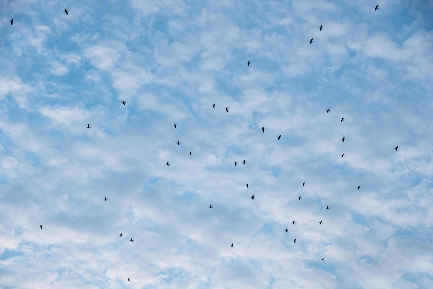 zwerm vogels vliegen in blauwe bewolkte hemel foto