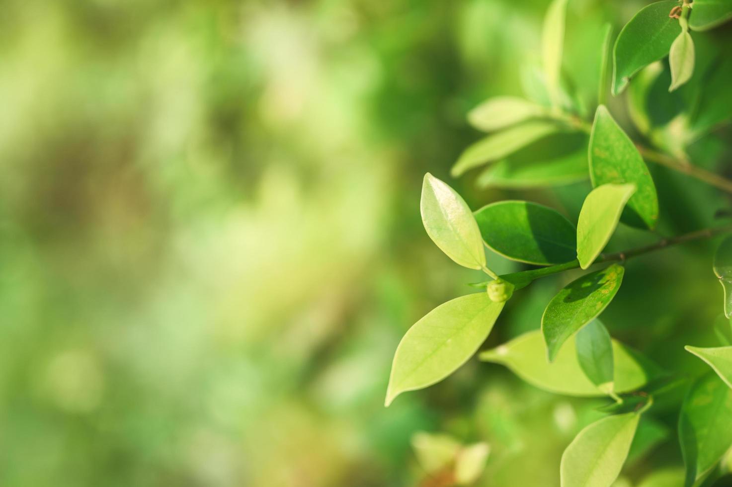 banyanboom met groene bladeren foto