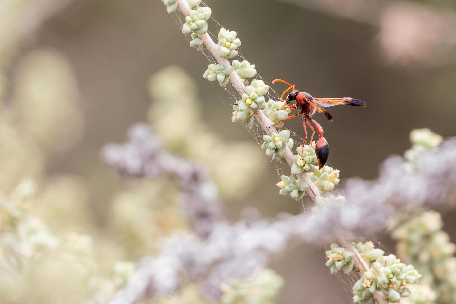 rups jachtwesp foto