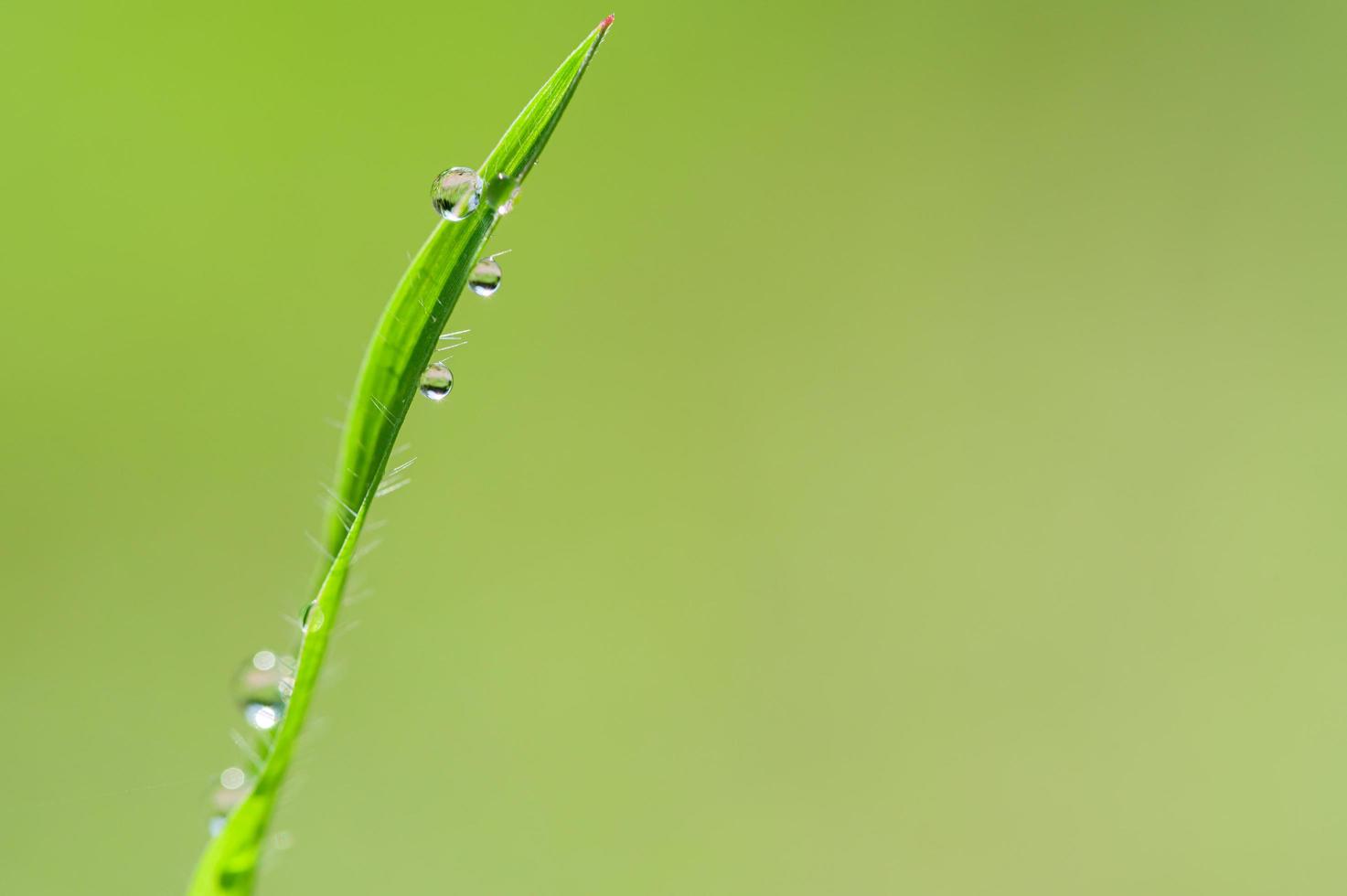 waterdruppeltjes op een groen blad foto