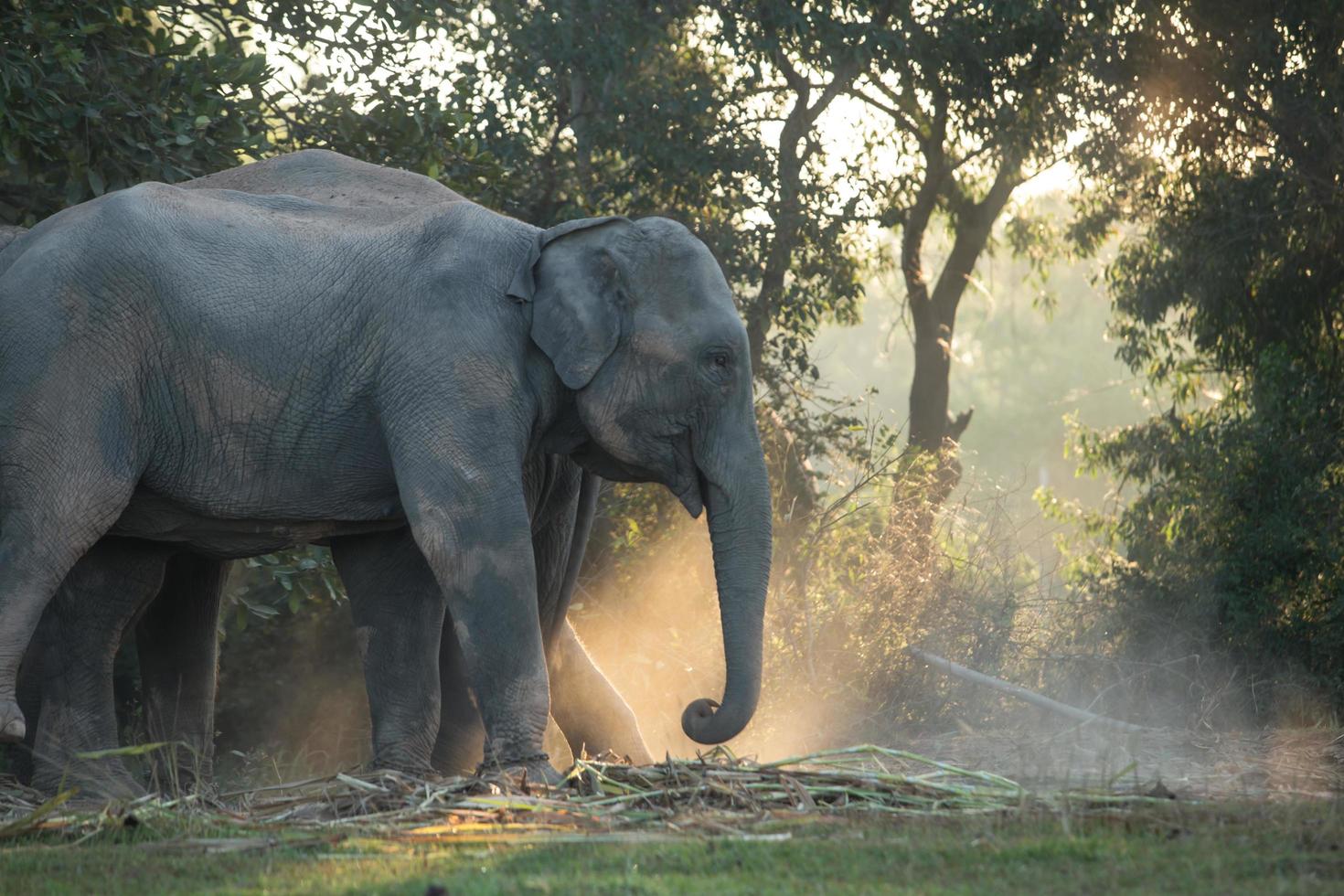 azië olifant in surin, thailand foto