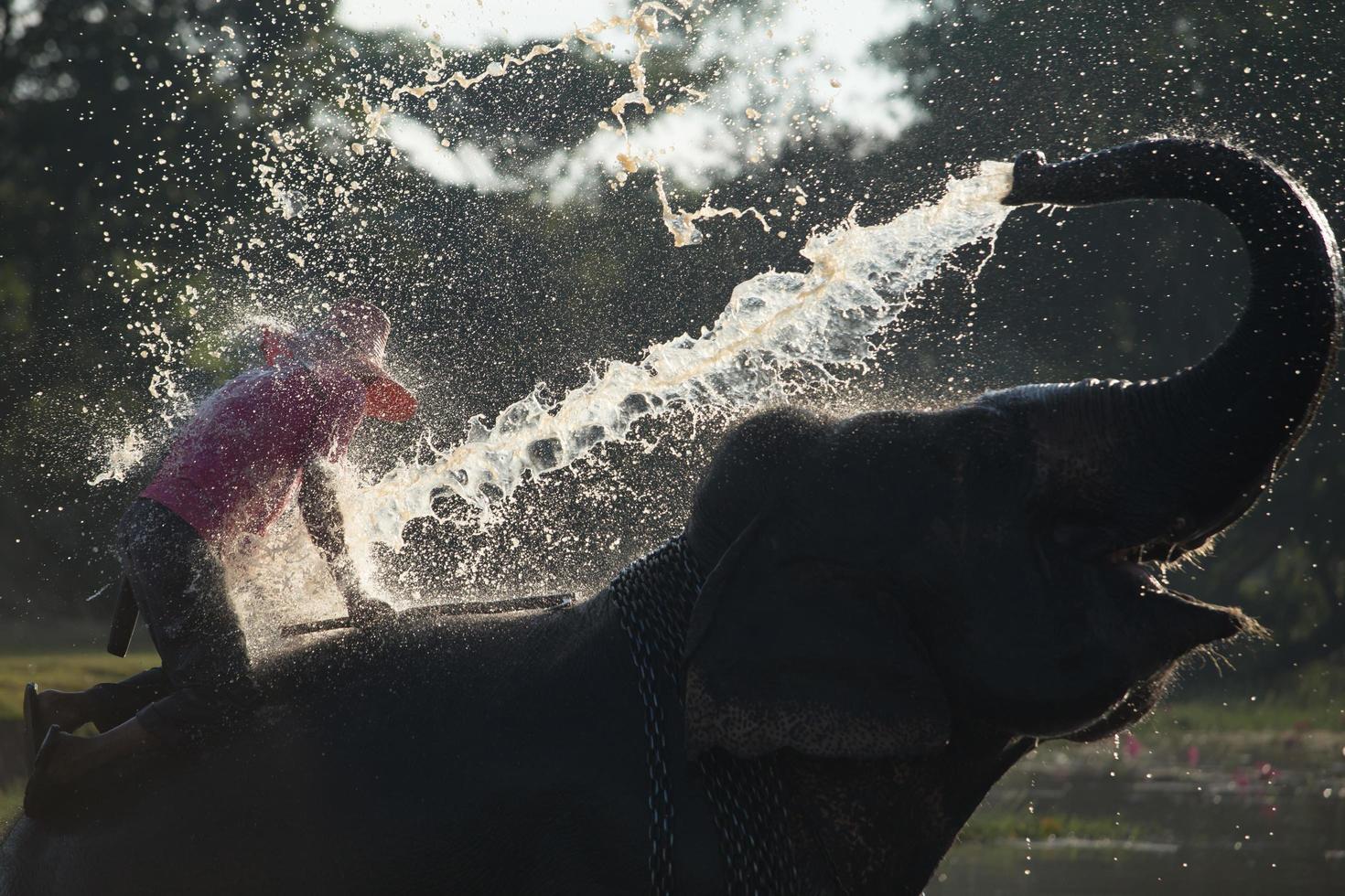 groot olifant het baden in de rivier- en sproeien zichzelf met water, begeleid door hun handler foto