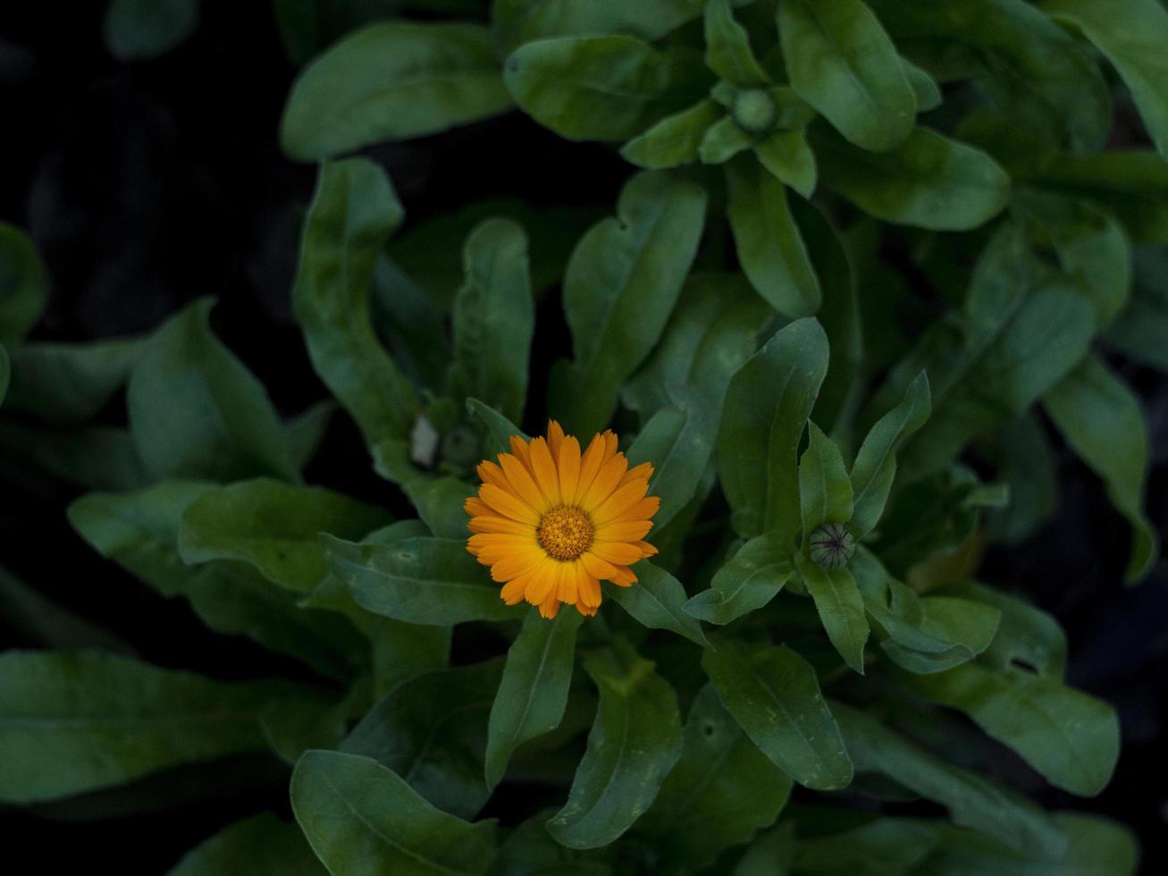 mooie oranje kleine bloem foto