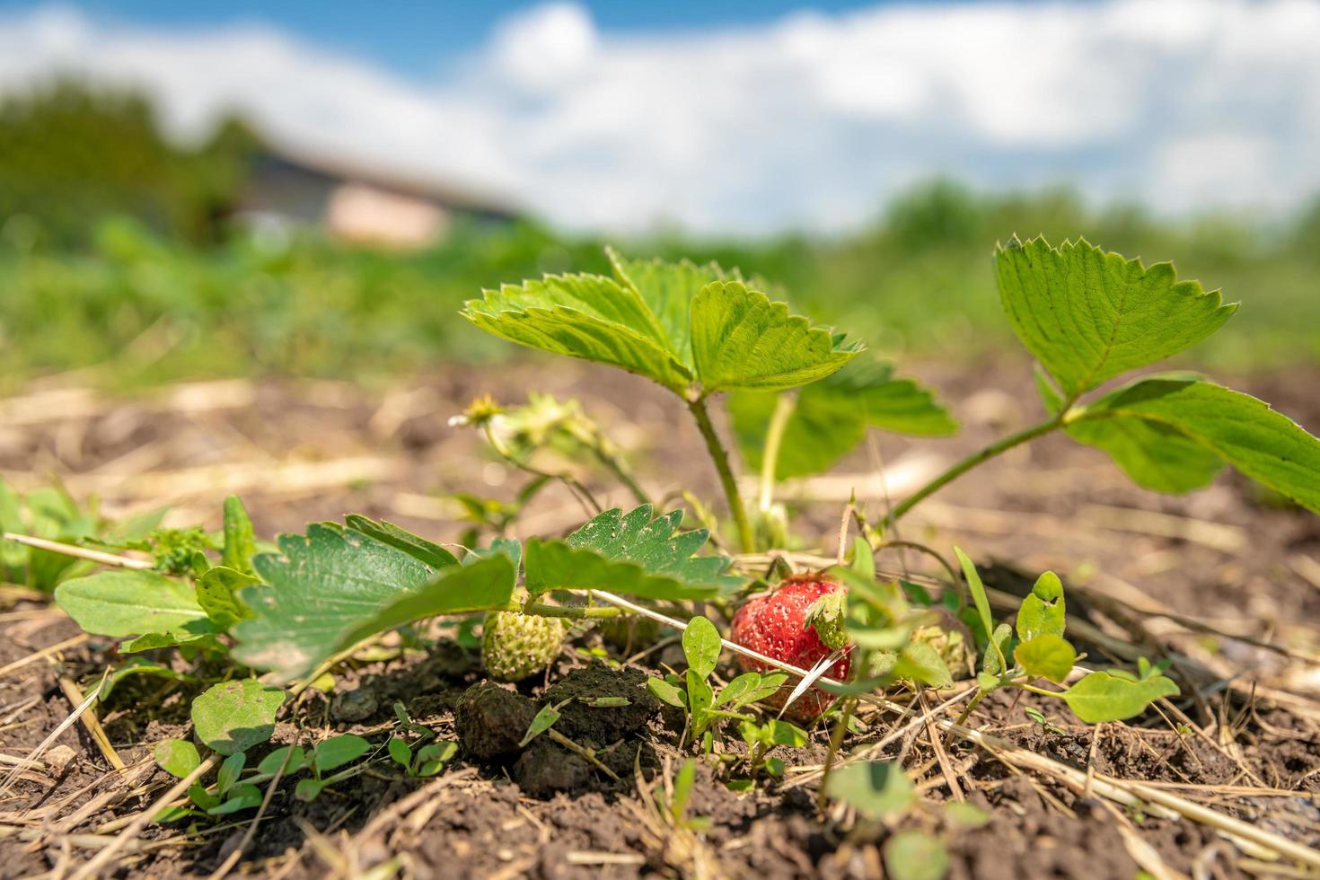 aardbei ontspruit omhoog op de boerderij foto