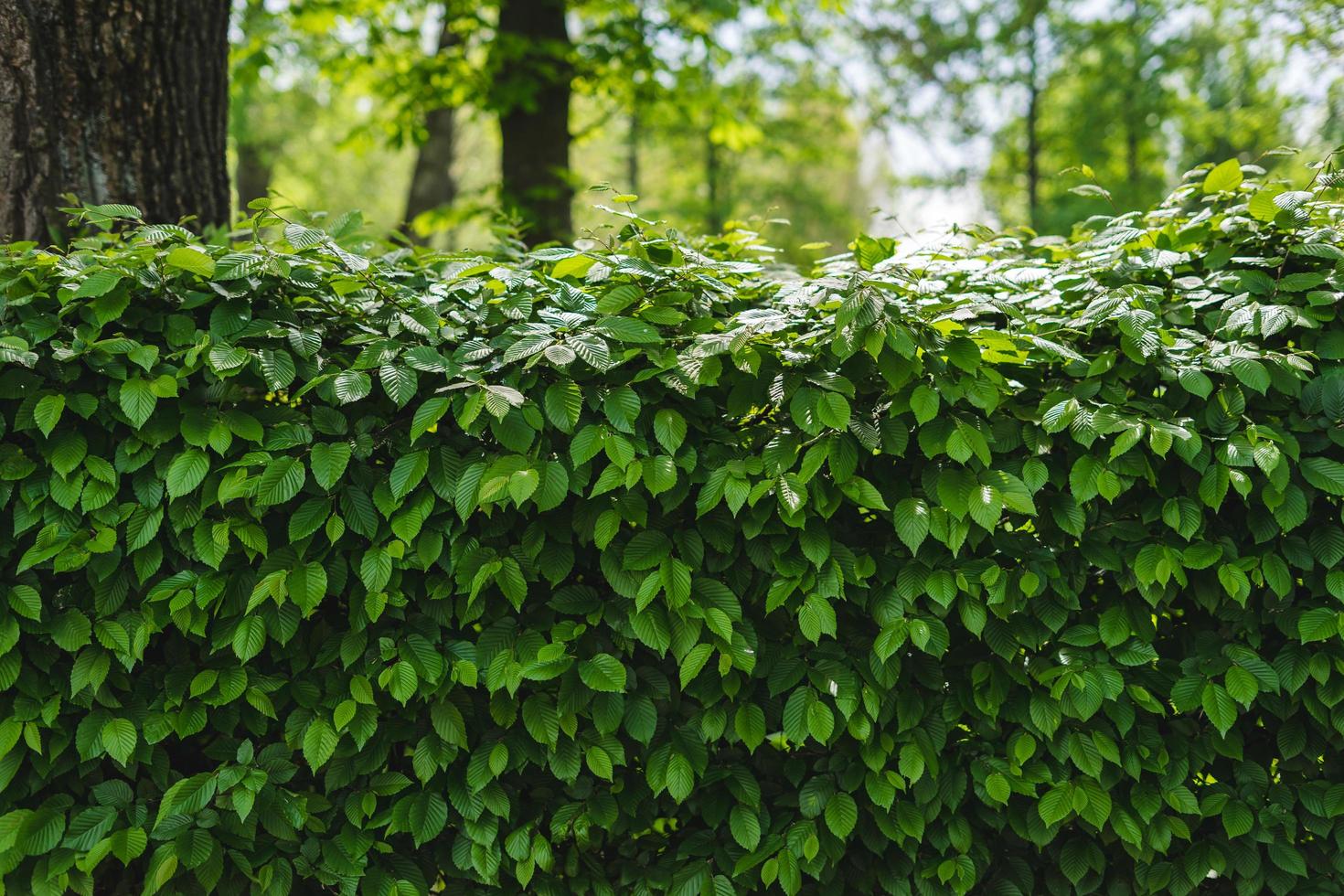 groene plant achtergrond foto