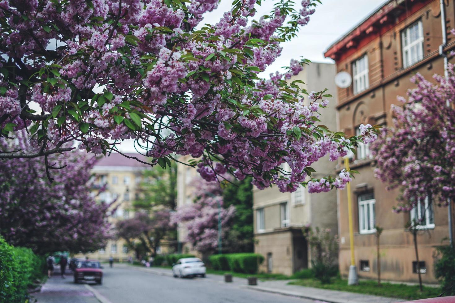 roze sakura, kersenbloesem boom foto