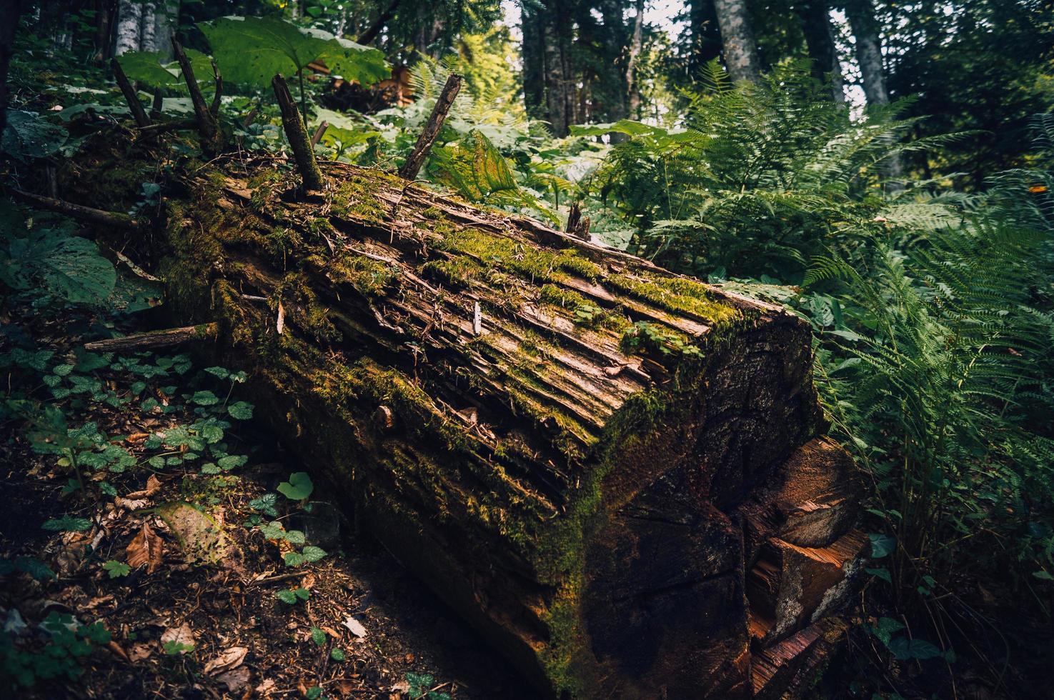 boomstam in overwoekerd bos foto