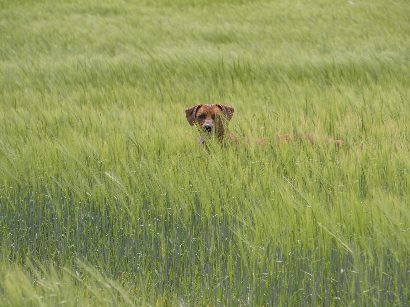 Rhodesian Ridgeback buiten spelen in gras foto