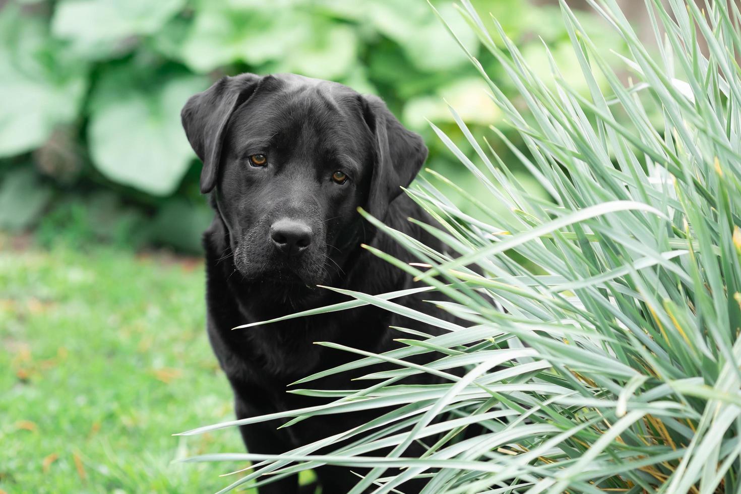 zwarte labrador retriever in een tuin foto