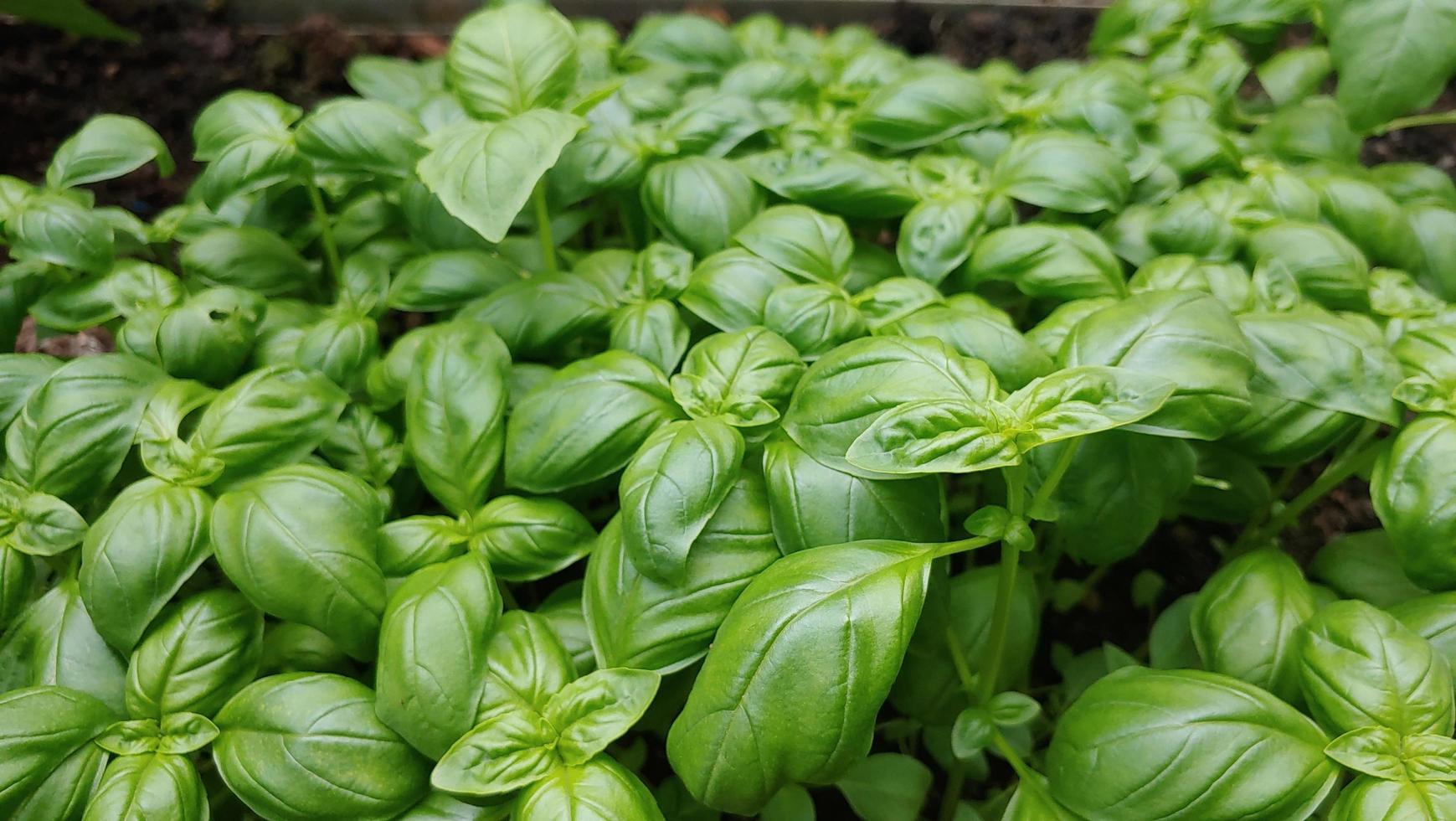 groeiende Italiaanse basilicum foto