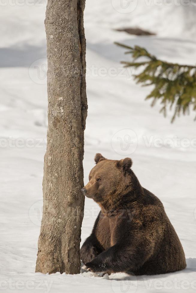 een zwart beer bruin grizzly in de sneeuw achtergrond foto