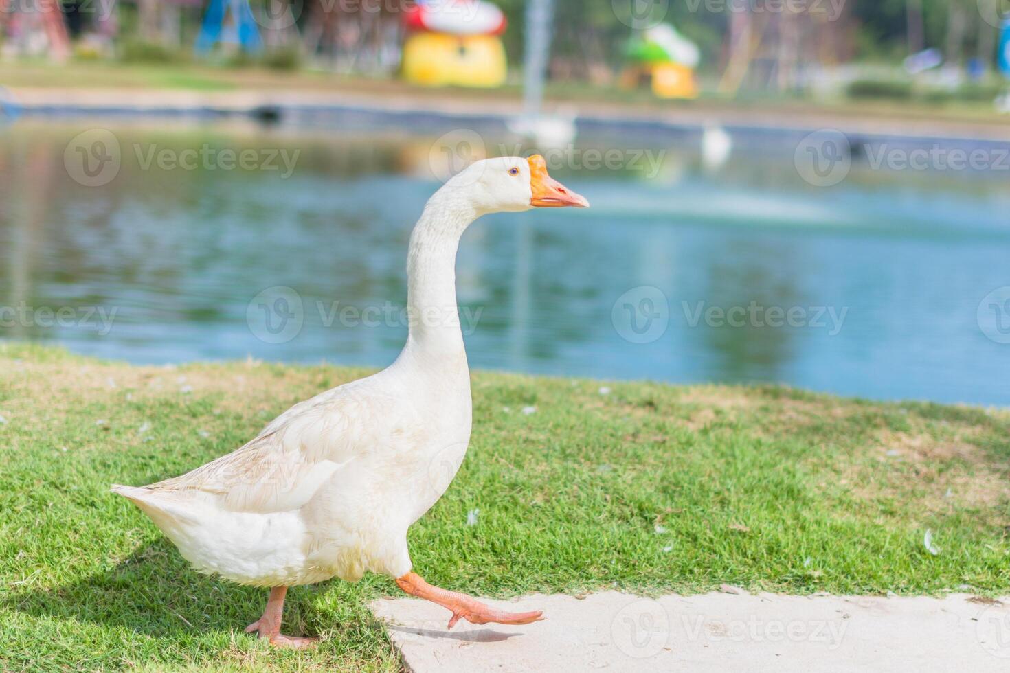 gans in een dierentuin foto