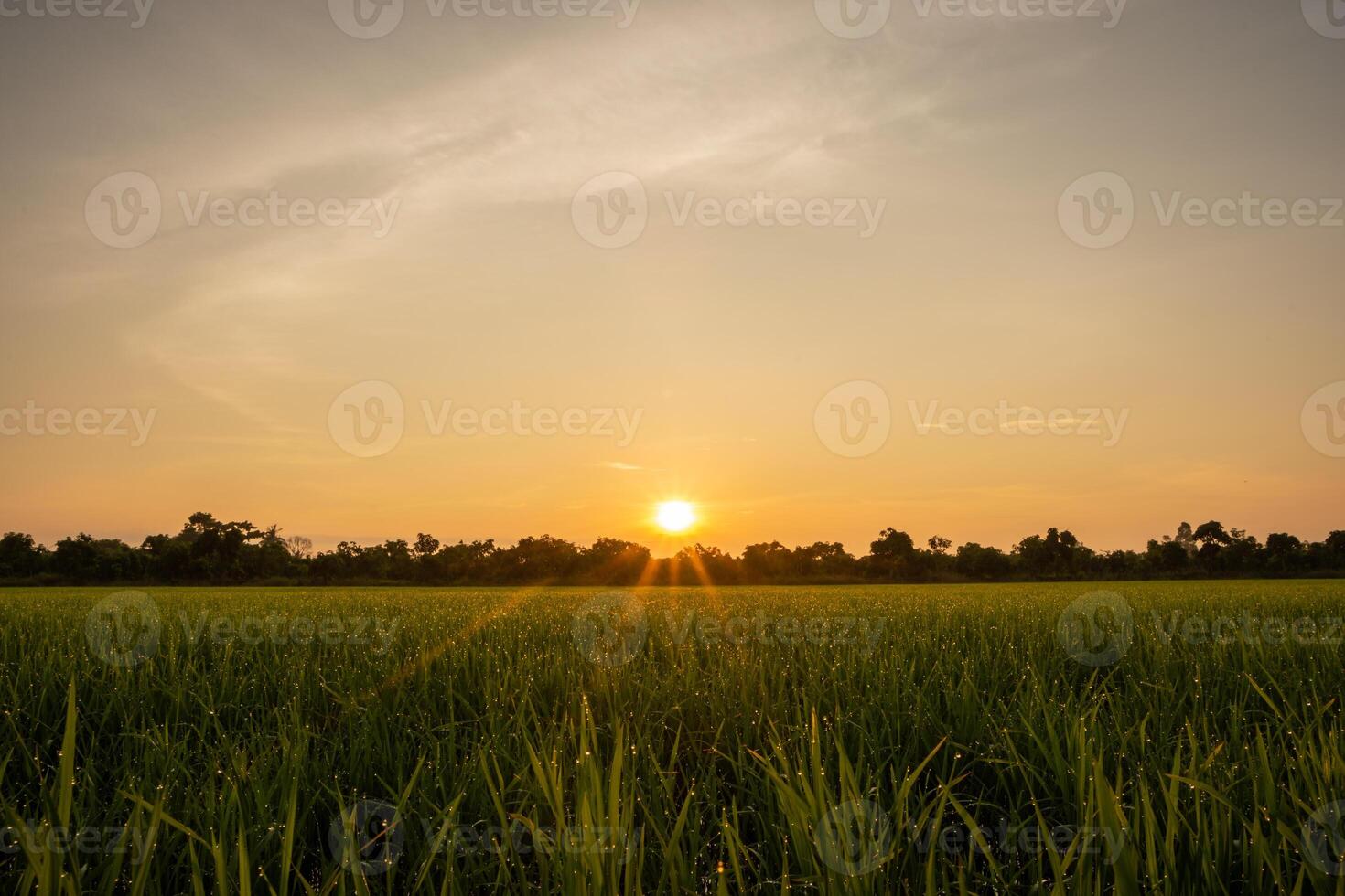 zonsopgang in rijst veld foto