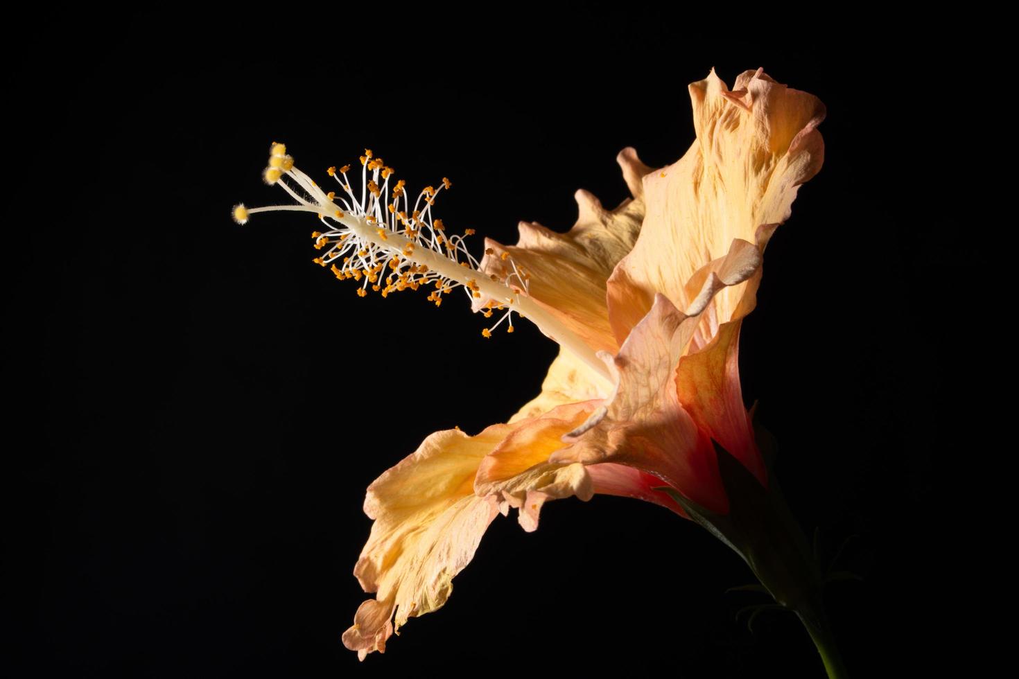 macro hibiscus bloem foto