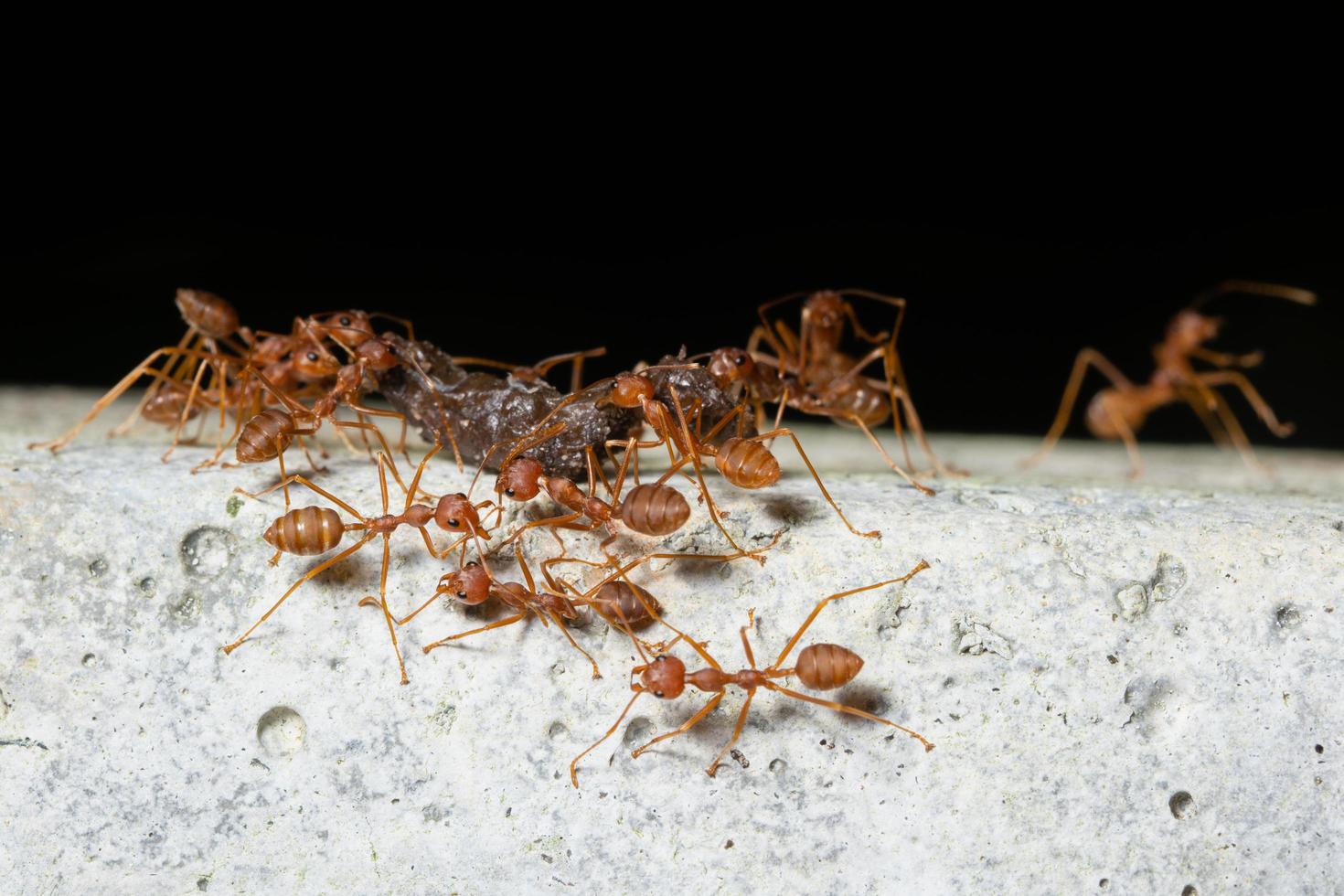cluster van rode mieren foto