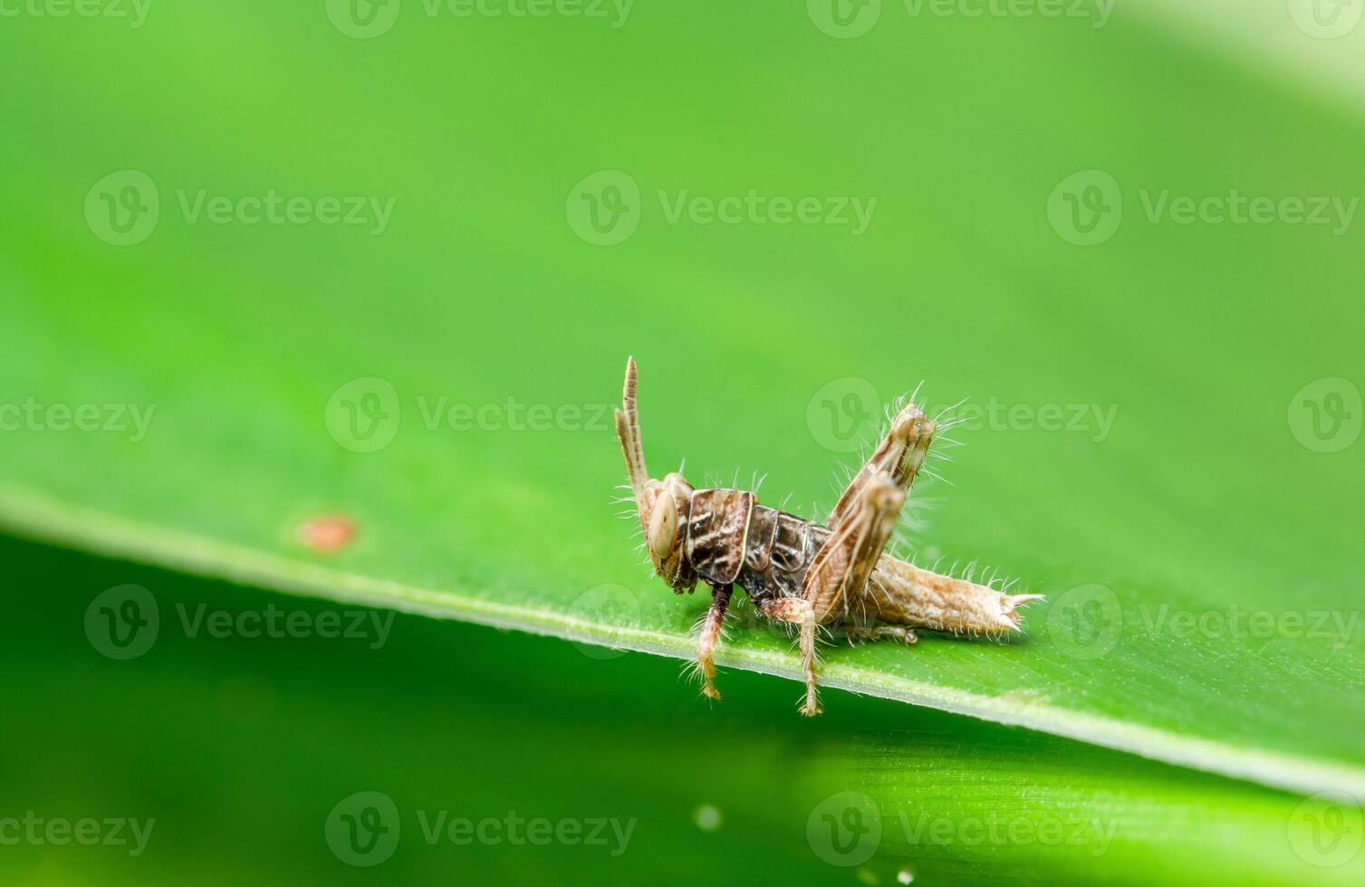 macro sprinkhaan op plant foto