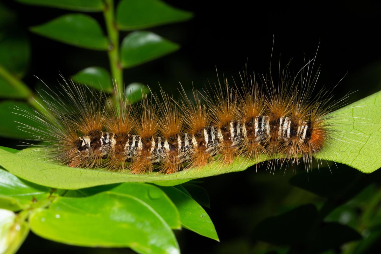 macro worm op bladeren foto