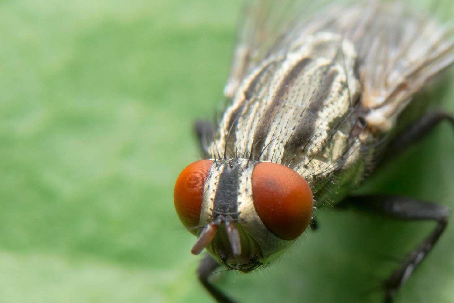 vliegen op een blad foto