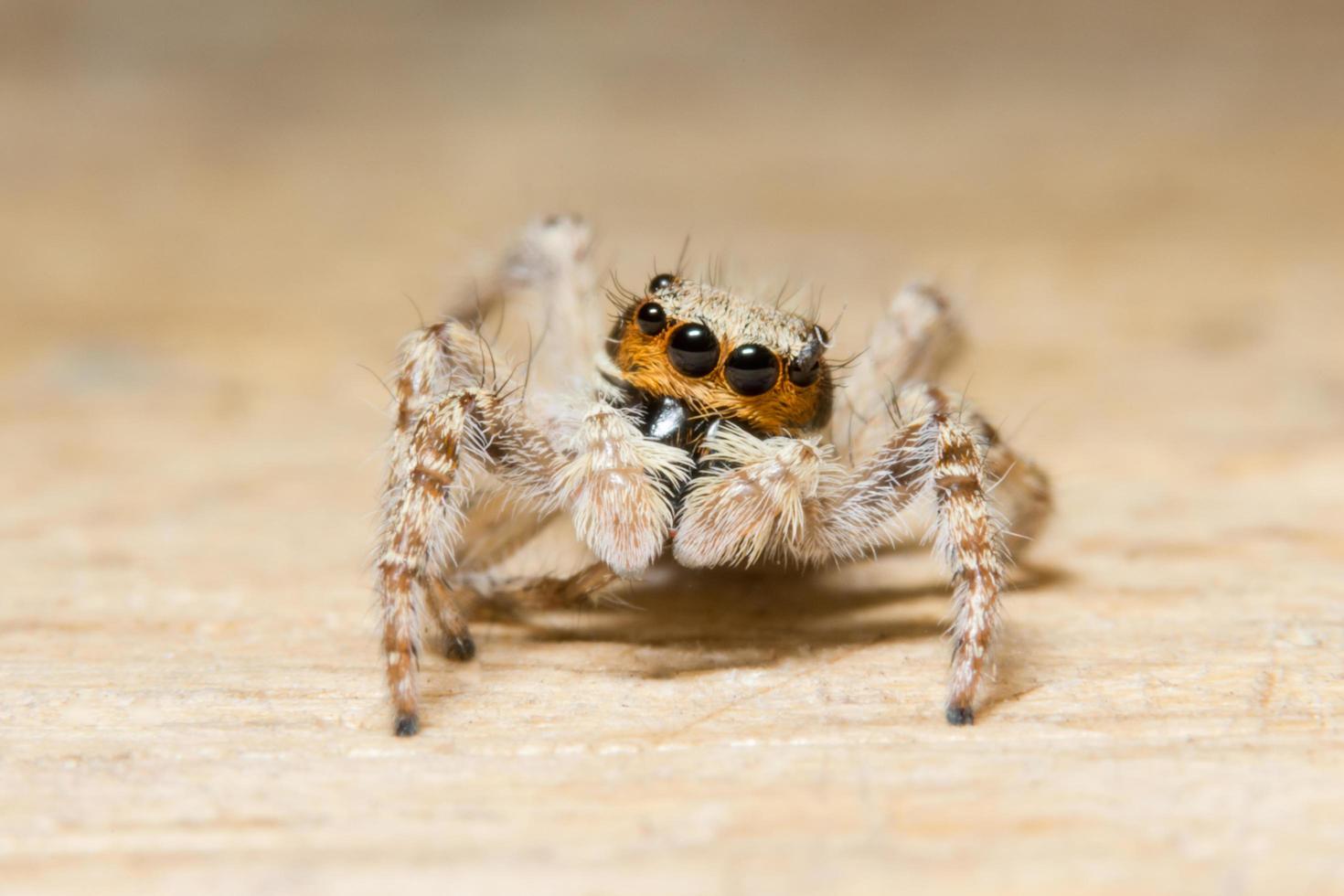 macrospin op hout foto