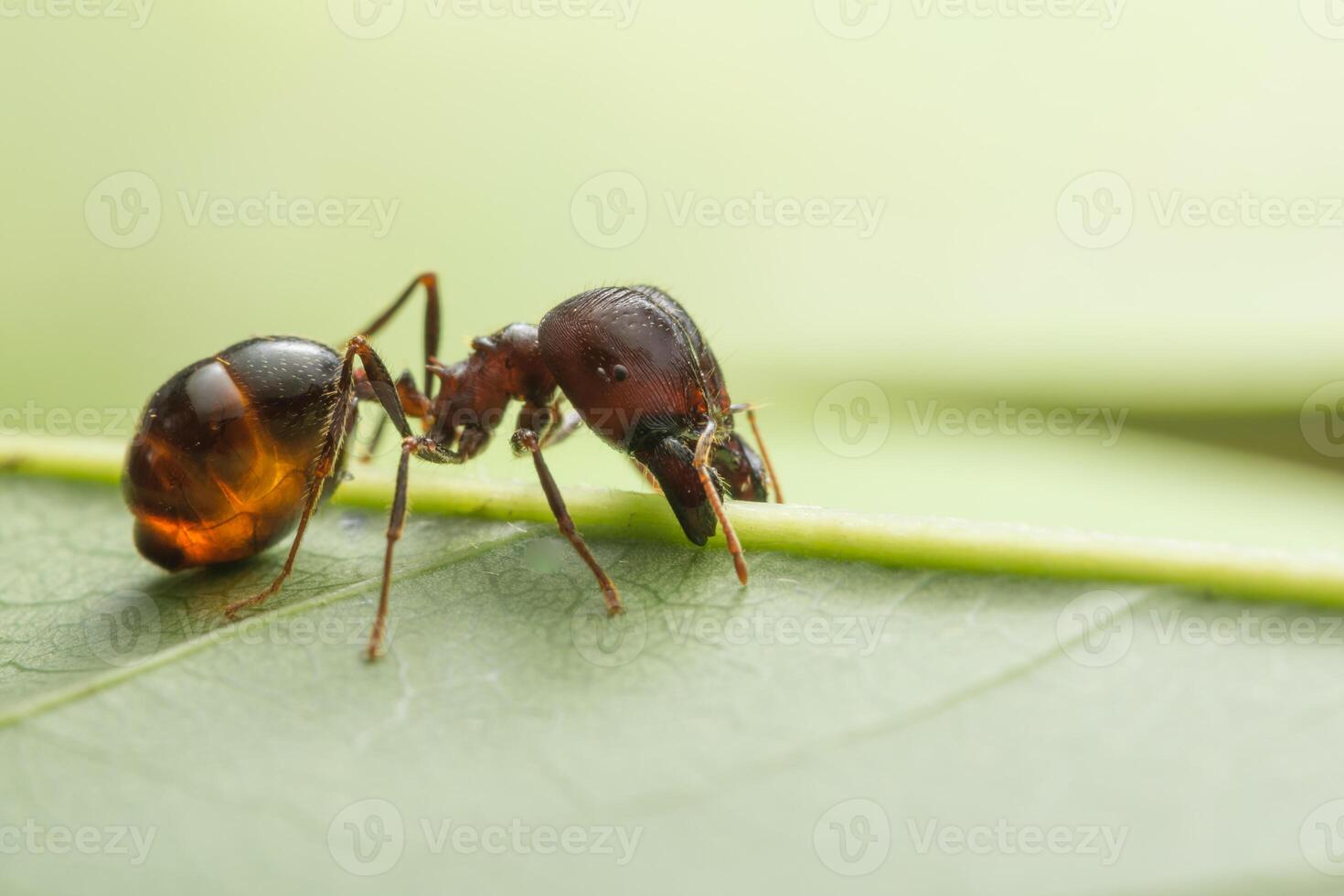 close-up foto van een pheidole jeton driversus