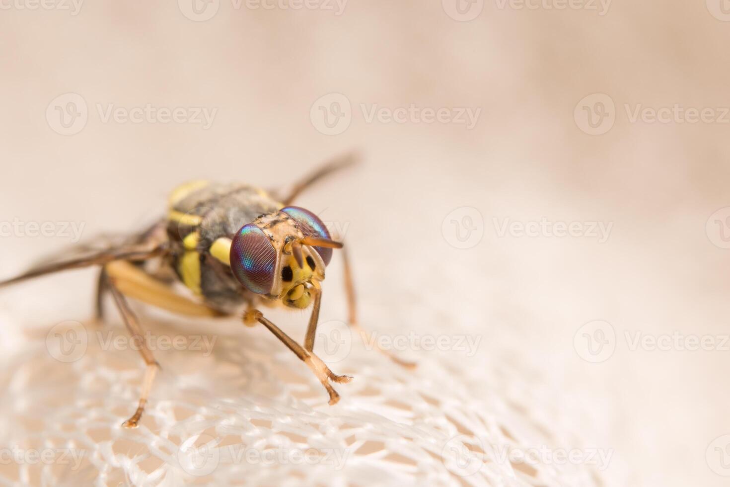 close-up drosophila melanogaster foto