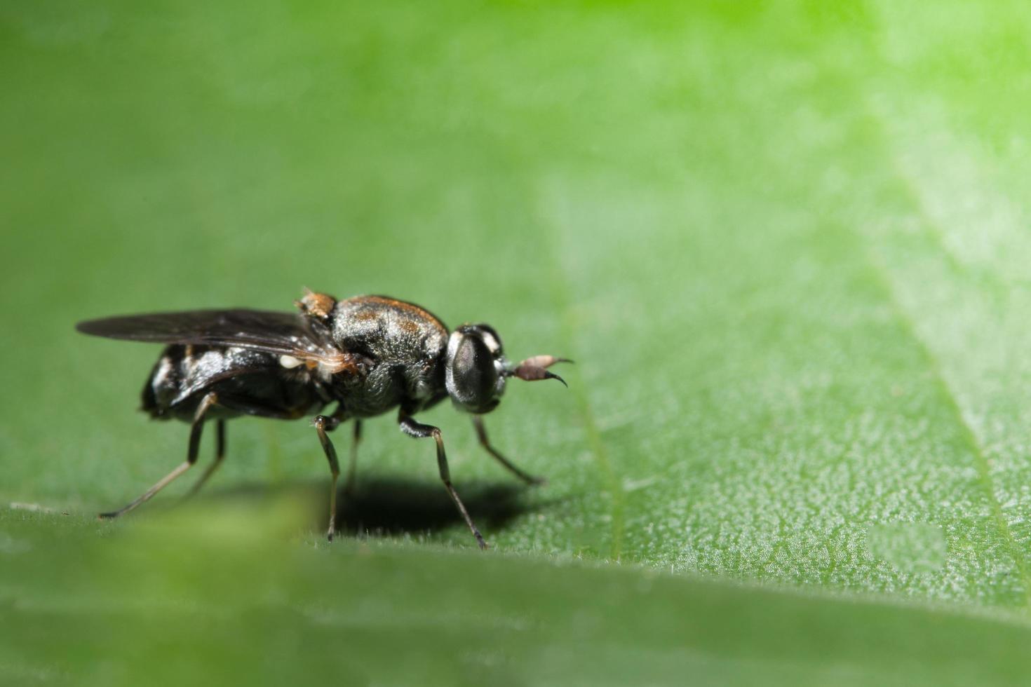 sluit omhoog van fruitvlieg foto