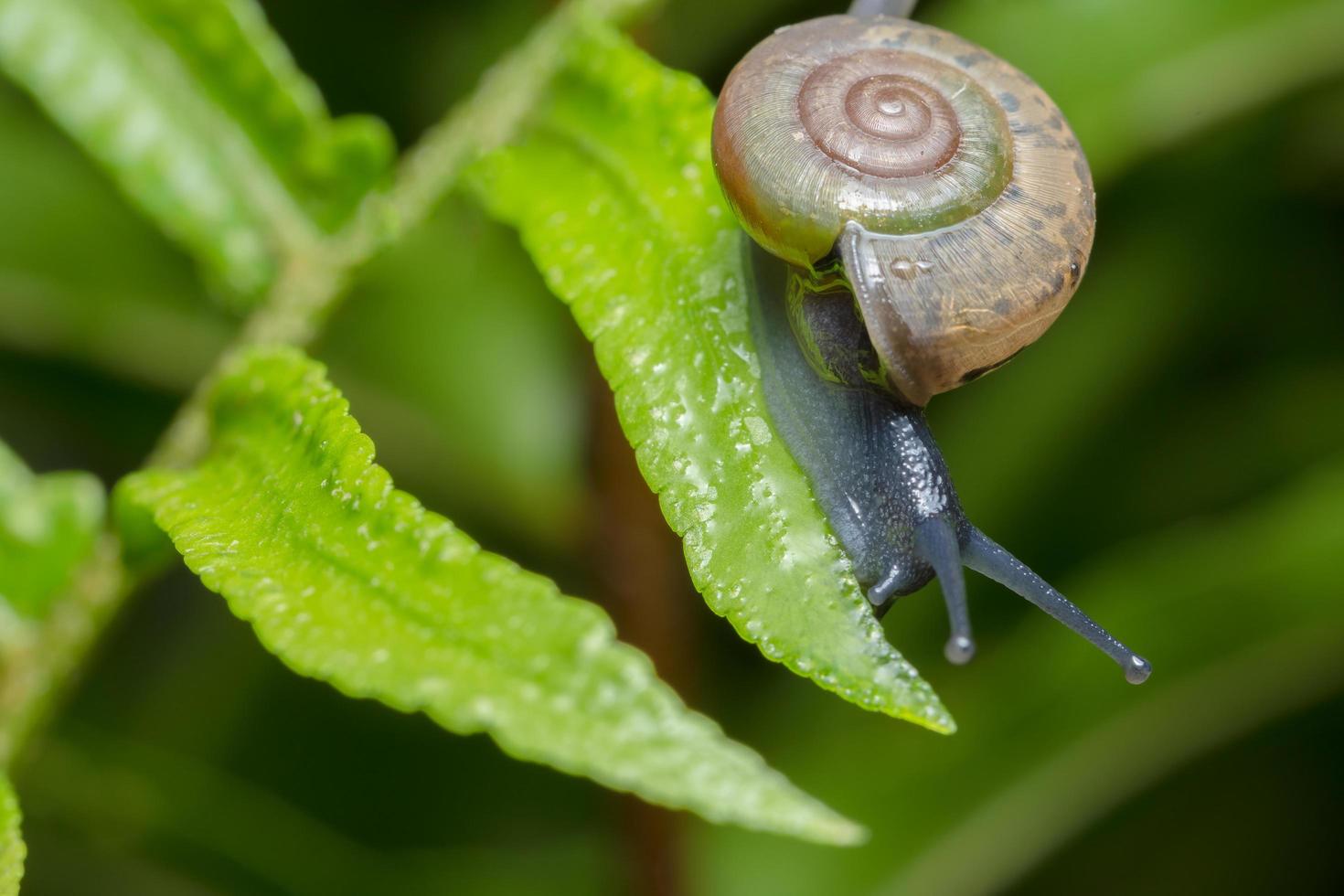 kleine tuinslak kruising tak foto