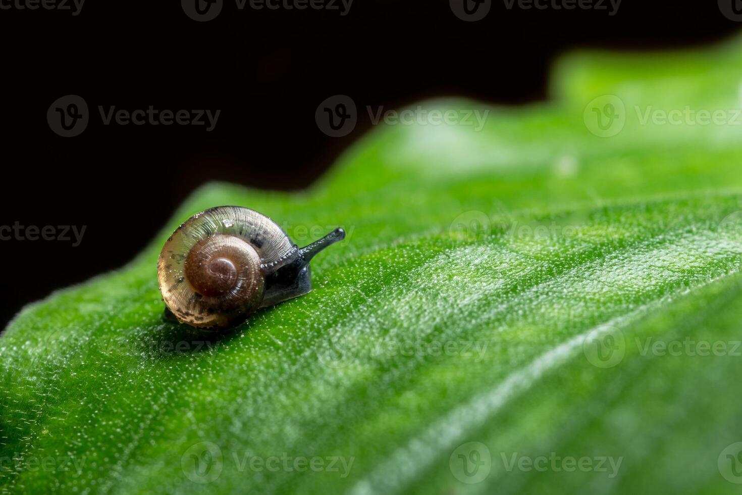 tuin slak kruist blad foto