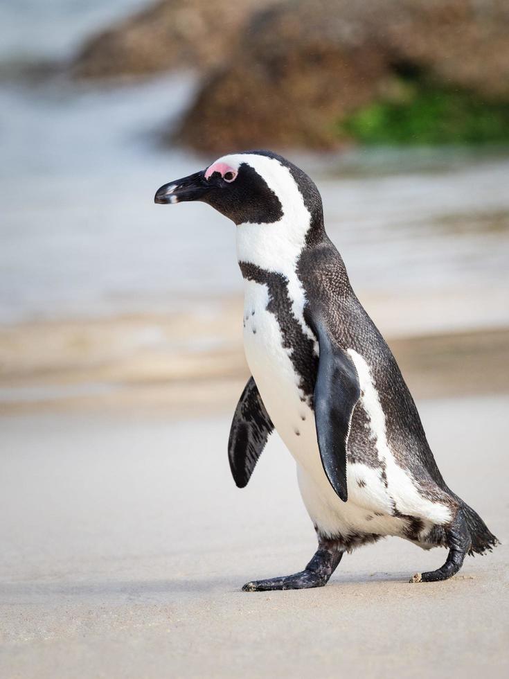 zwart-witte pinguïn die op strand loopt foto